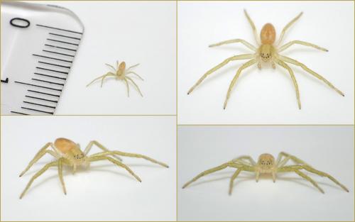 Philodromus sp.